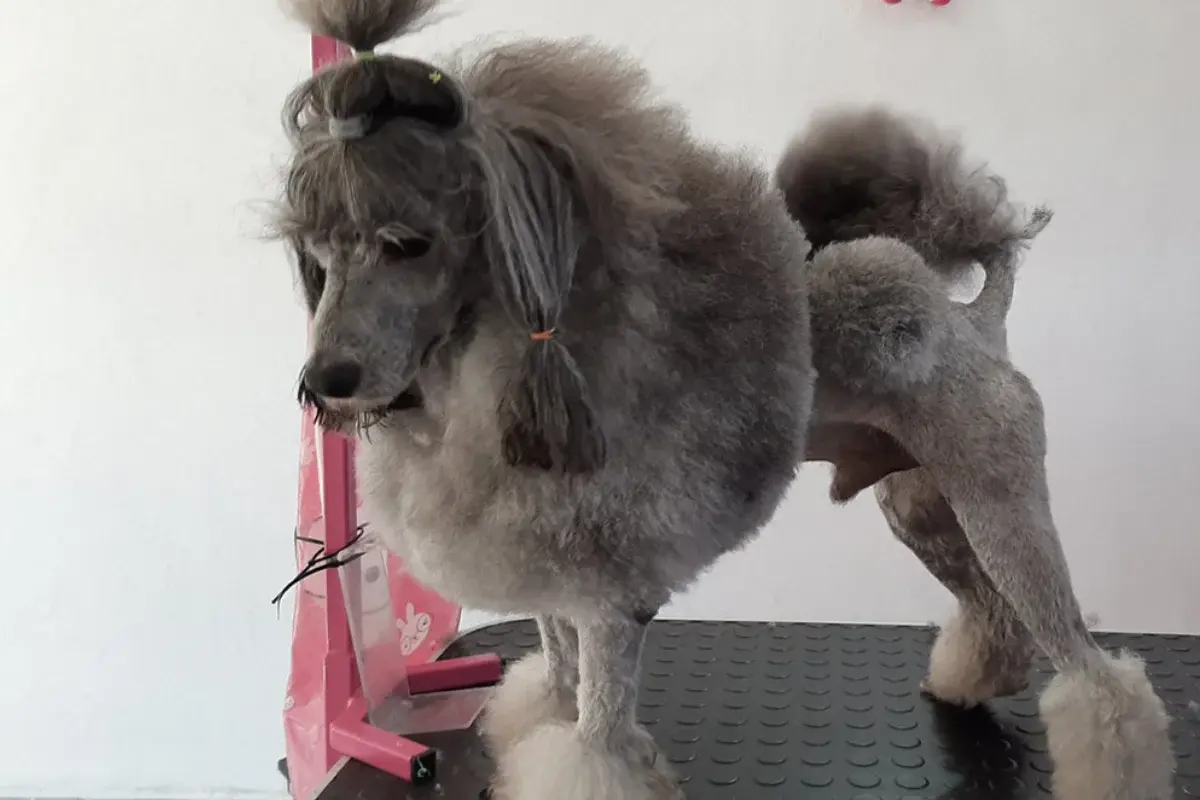 Grooming salon Tango