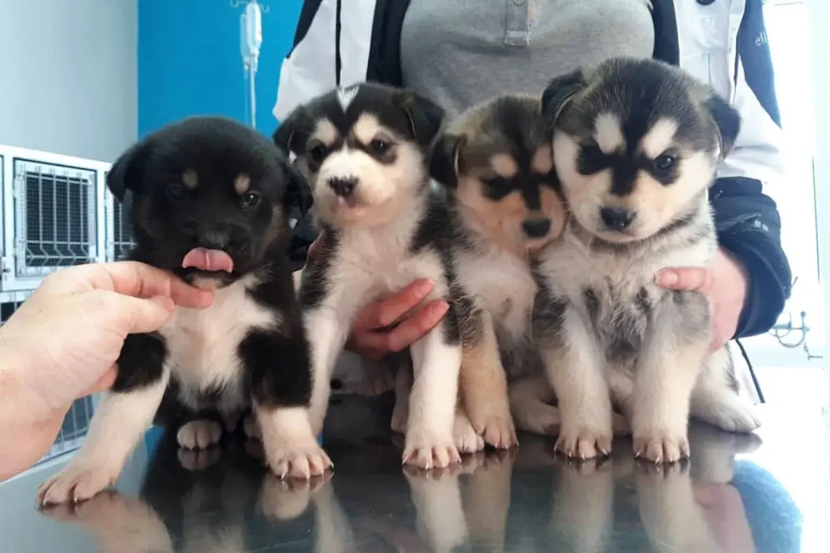 Vet Health Banja Luka