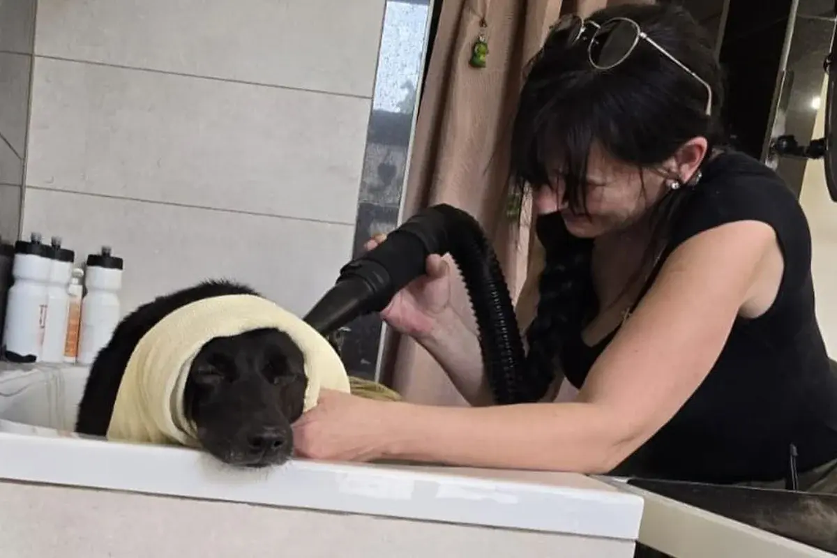 Šćuko Grooming 