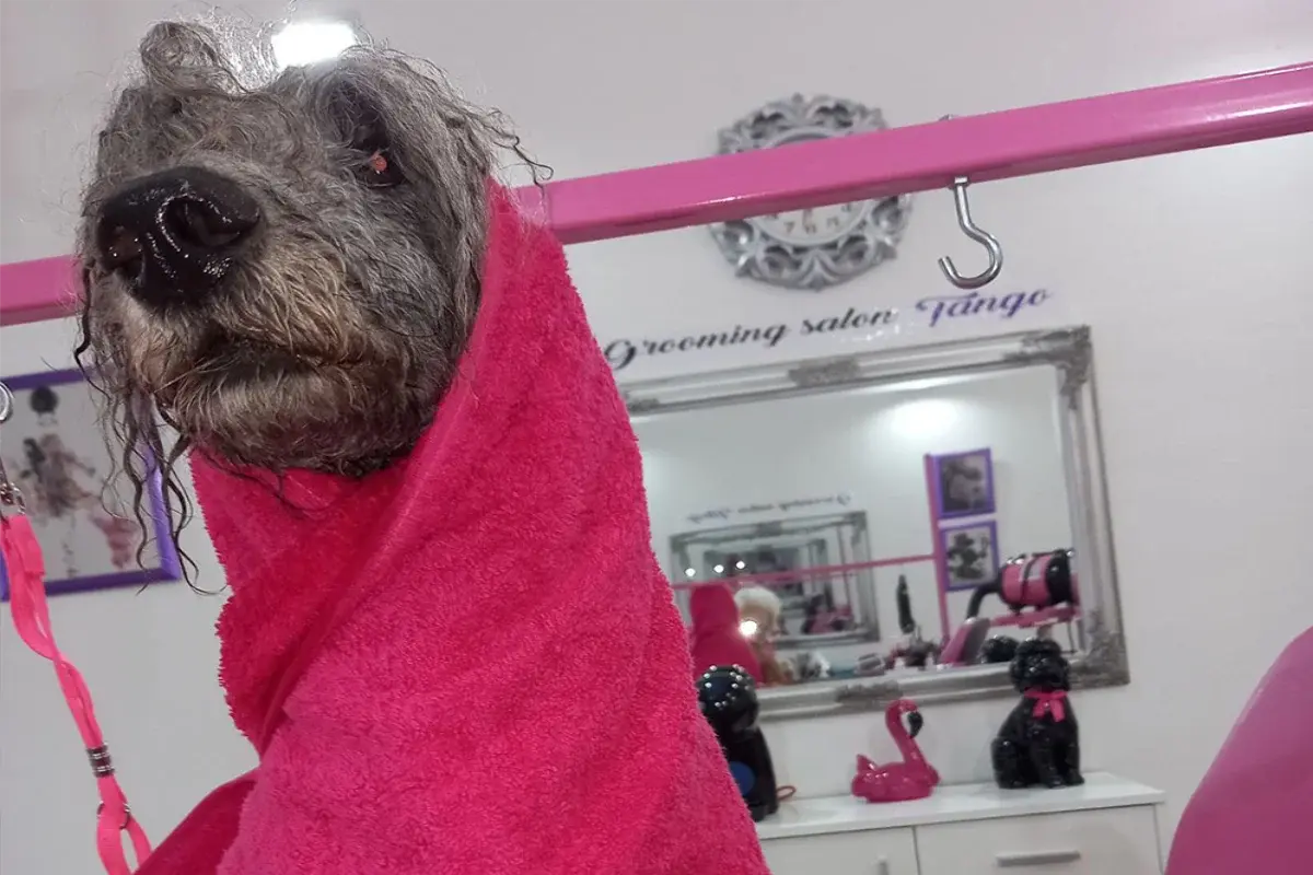 Grooming salon Tango