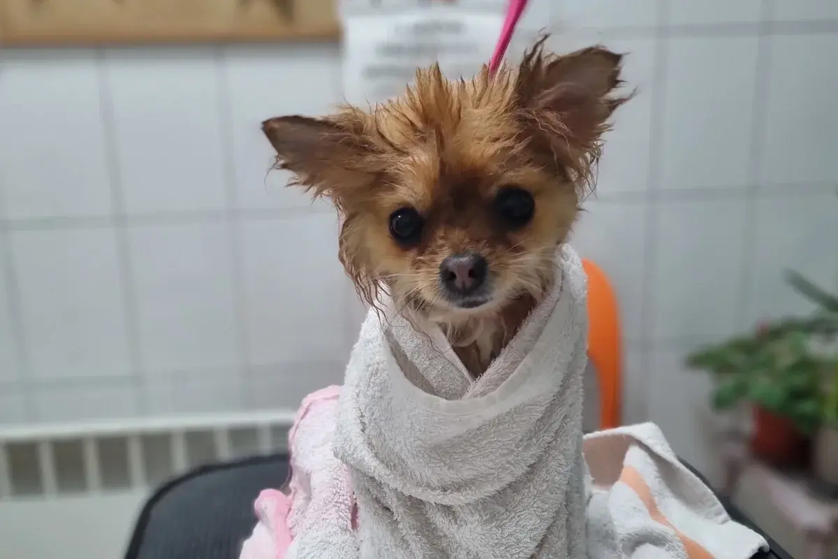 Vau Vau Grooming salon