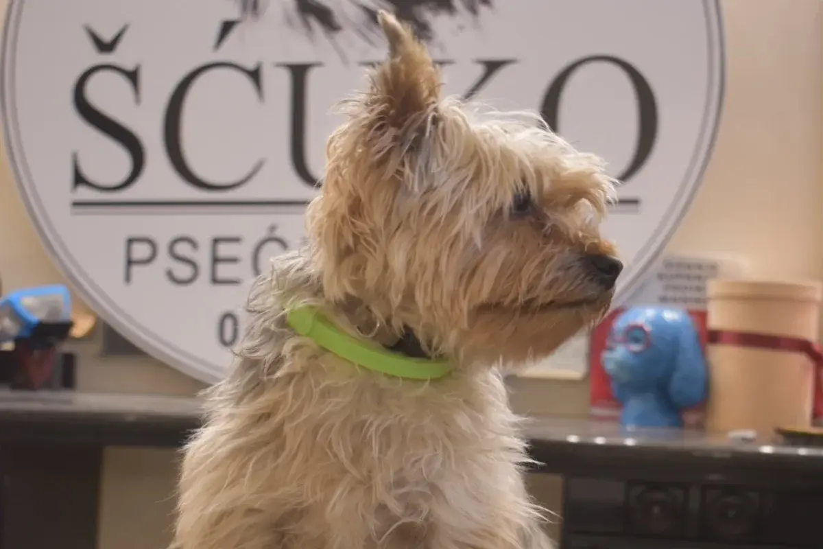 Šćuko Grooming 