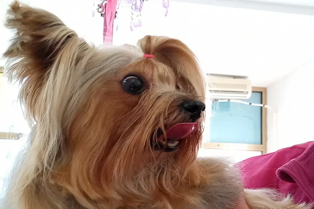 Grooming salon Tango