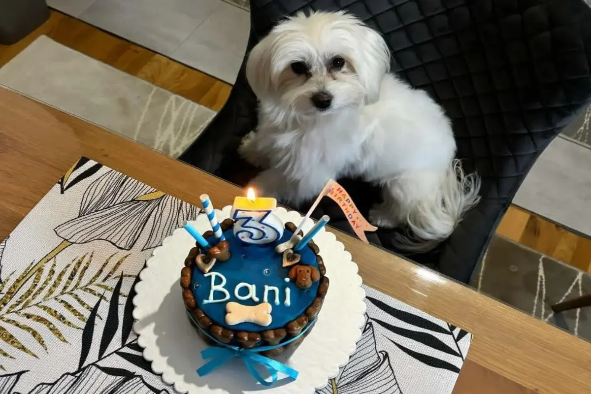 Torte za pse Banja Luka
