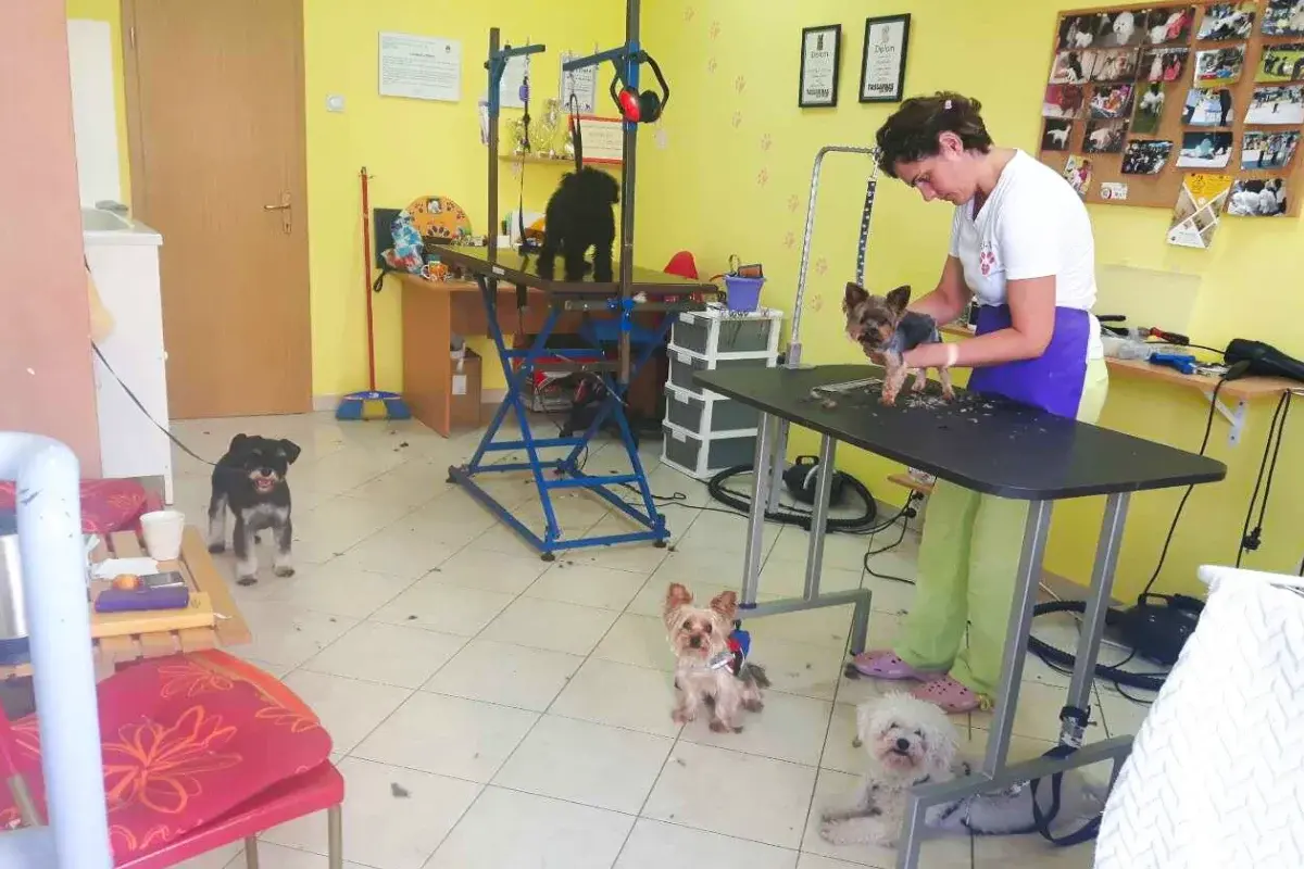 Vau Vau Grooming salon