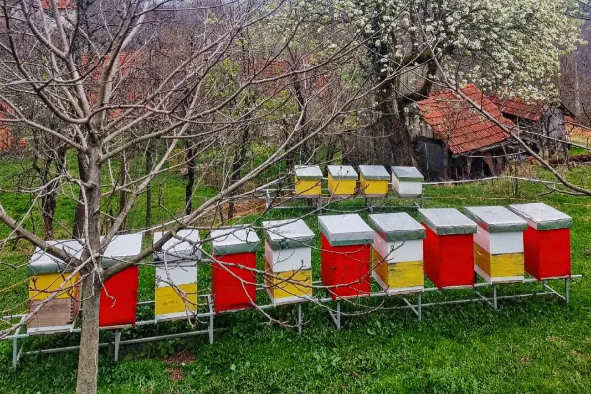 Pčelarstvo i Api Komora Trubajić
