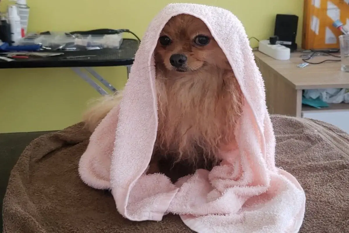 Vau Vau Grooming salon