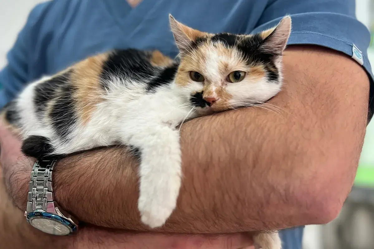 BL Vet Veterinarska ambulanta