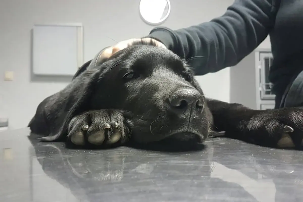 Vet Health Banja Luka