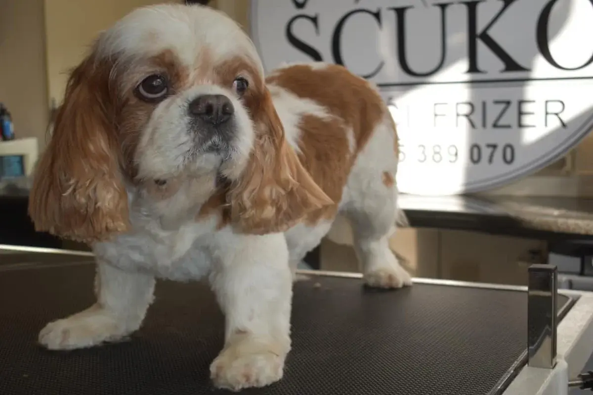 Šćuko Grooming 
