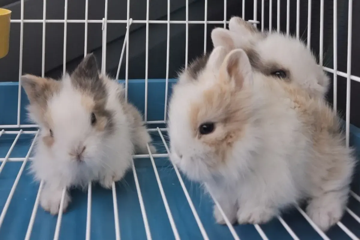 Pet Shop Draganić 