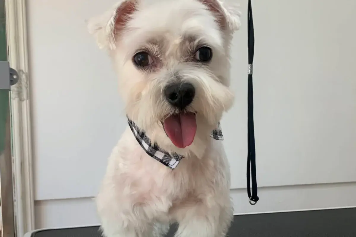 Grooming salon Amores