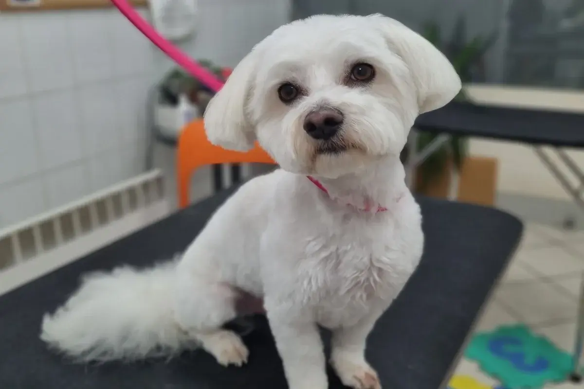 Vau Vau Grooming salon