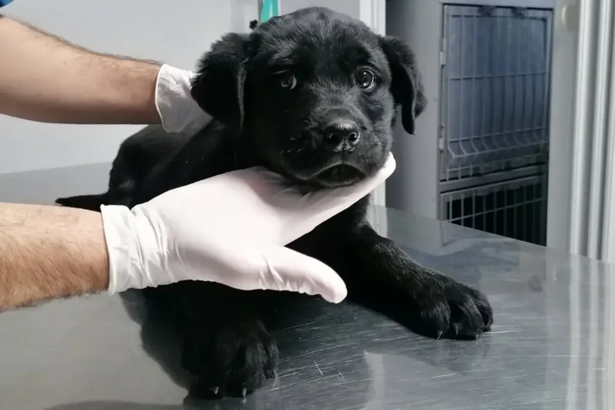 Vet Health Banja Luka