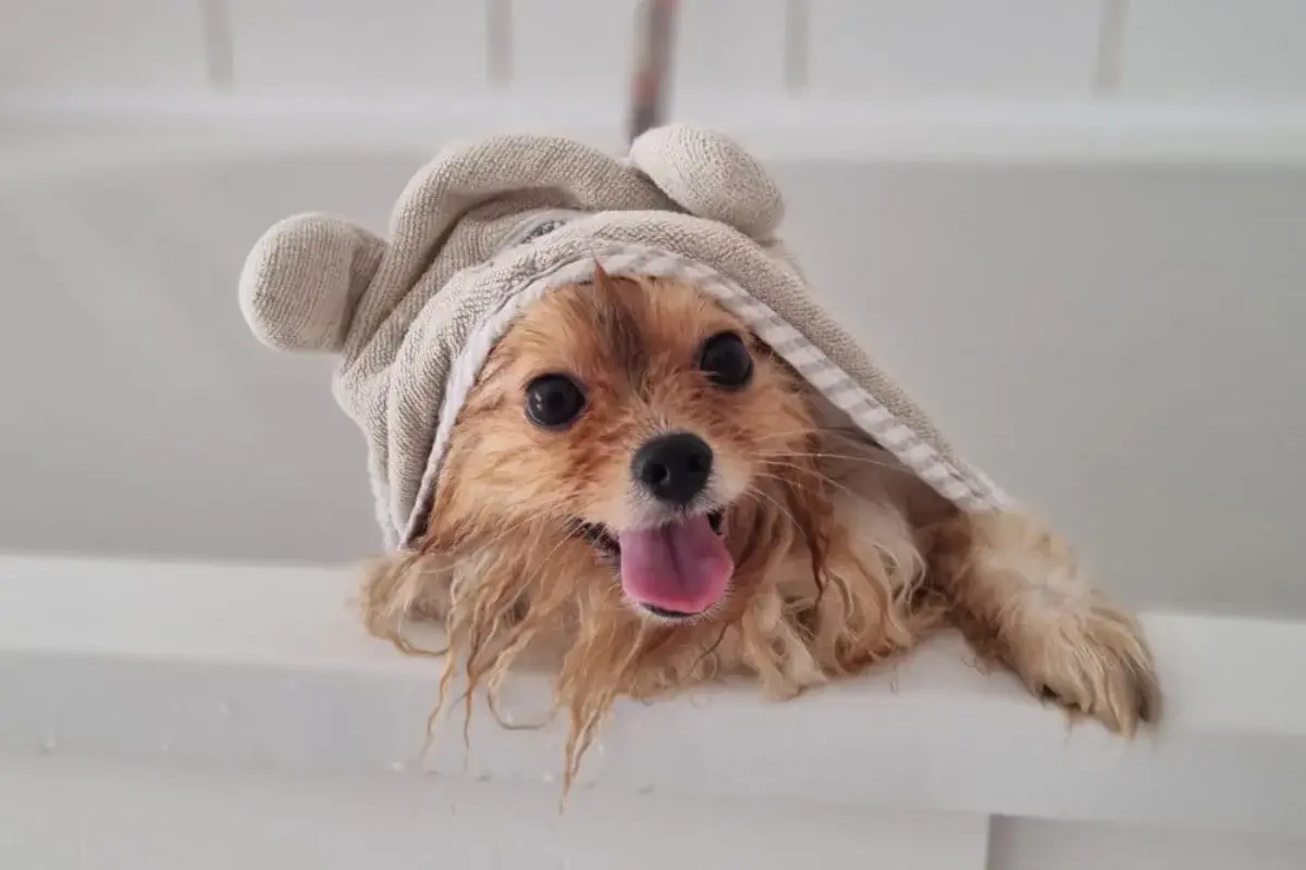 Vau Vau Grooming salon