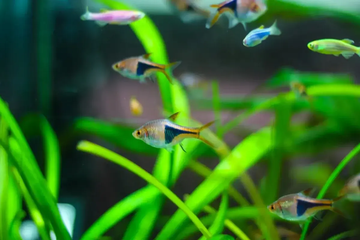 Pet Shop Draganić 