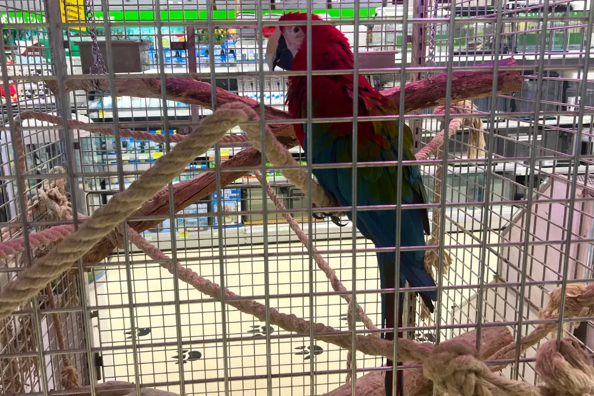 Pet Centar Centrum