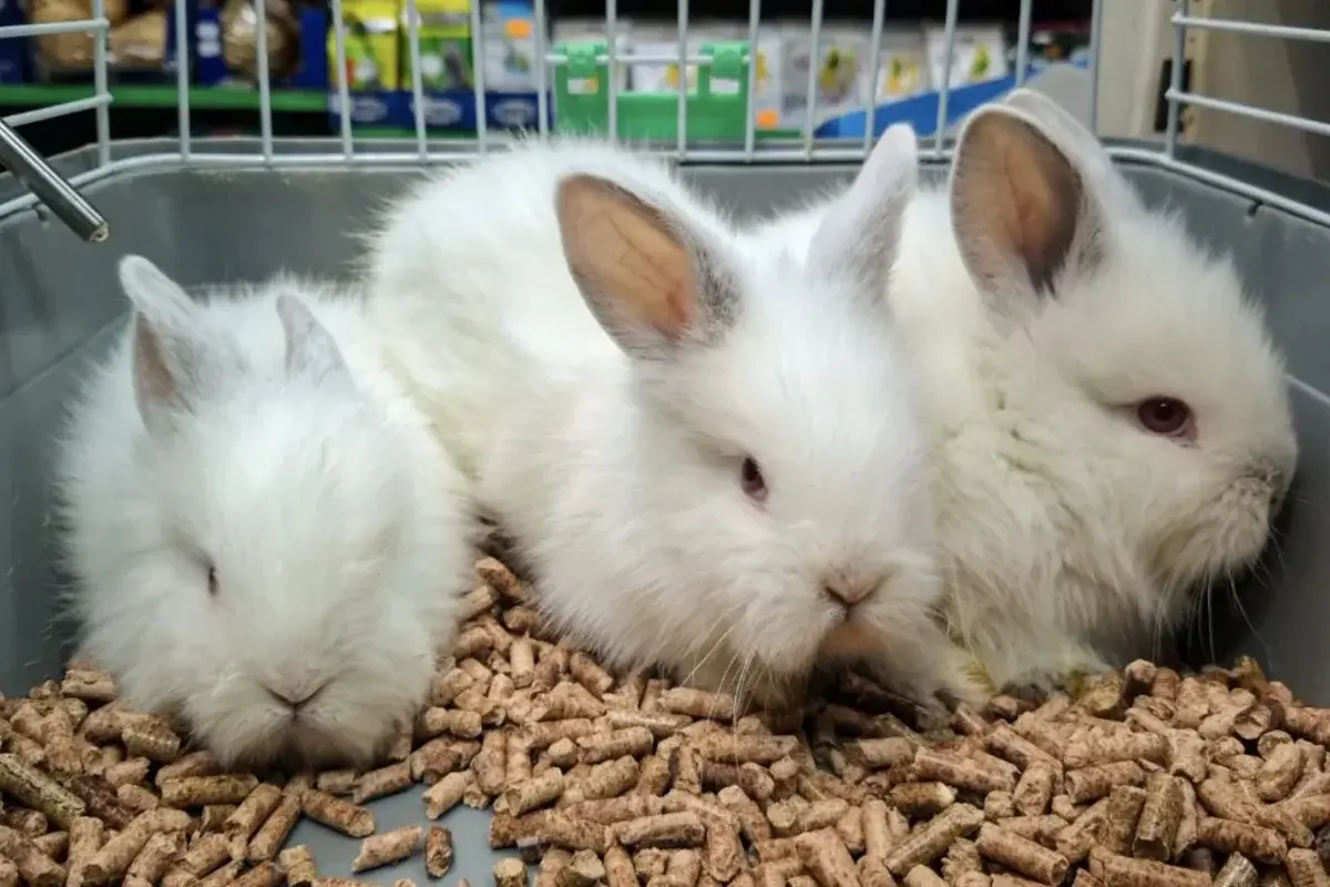 Pet Shop Draganić 
