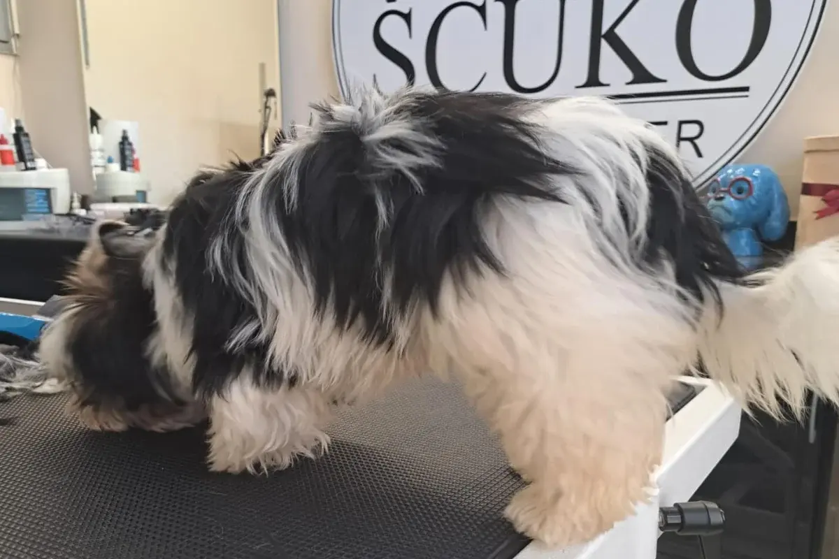 Šćuko Grooming 
