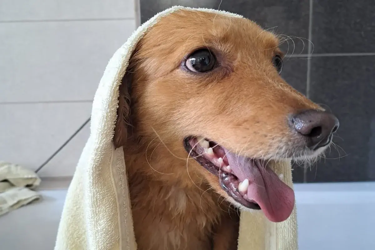 Šćuko Grooming 