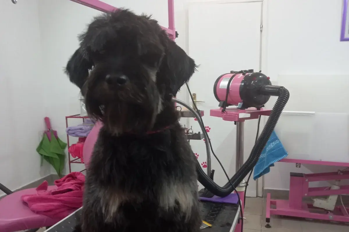 Grooming salon Tango