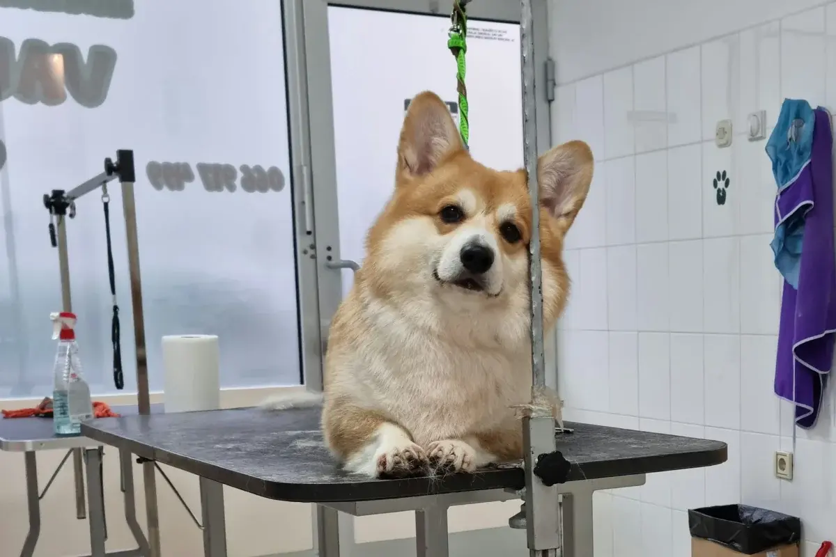 Vau Vau Grooming salon