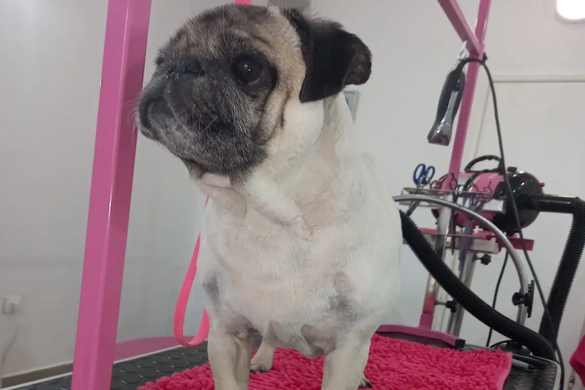 Grooming salon Tango