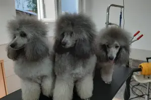 Grooming salon Tango