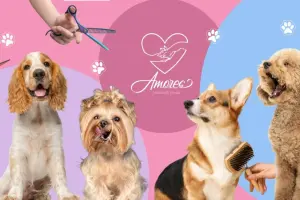 Grooming salon Amores